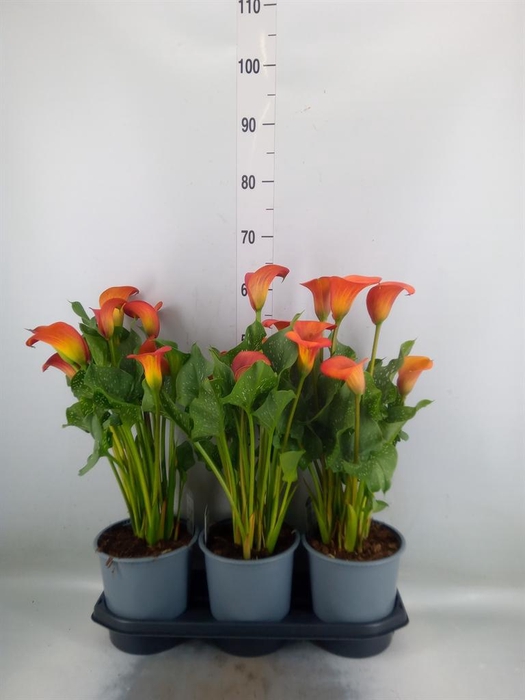 <h4>Zantedeschia  'Red Alert'</h4>