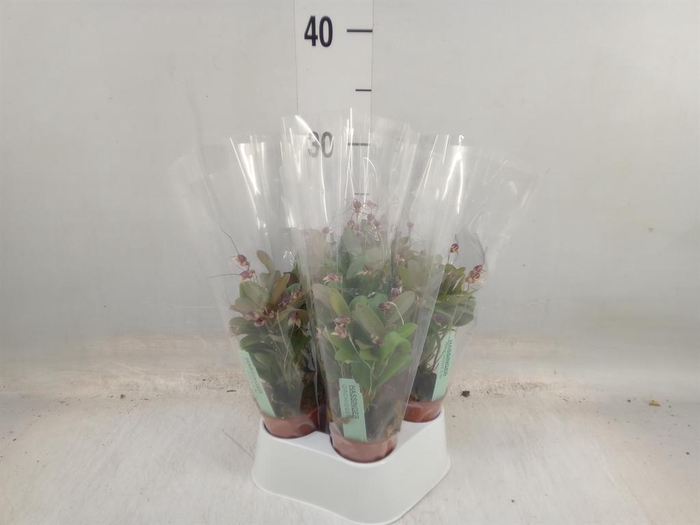 <h4>Orchideeen   ...</h4>