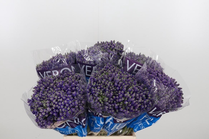 <h4>Veron Smart Fountain Spray</h4>