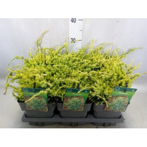 Juniperus squamata 'Holger'