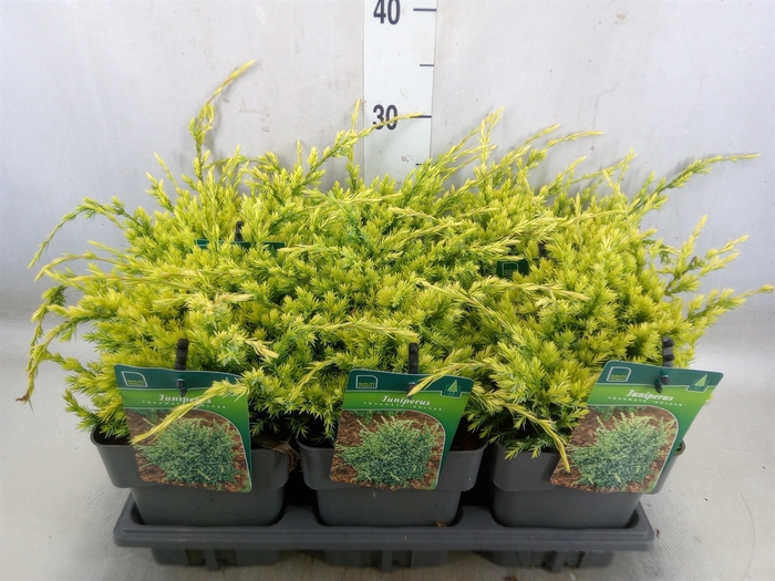 <h4>Juniperus squamata 'Holger'</h4>