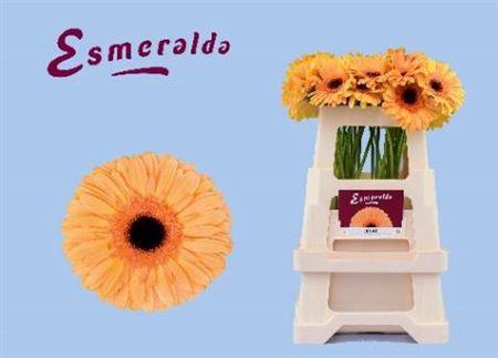 <h4>Ge Gr Jetset</h4>