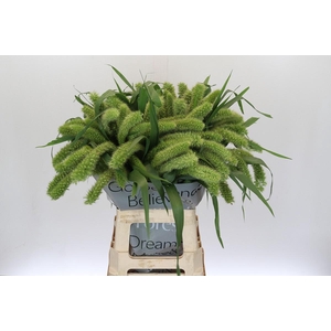 Setaria Italica Volle Melk