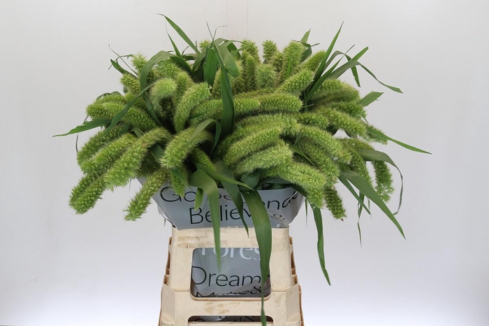 Setaria Italica Volle Melk