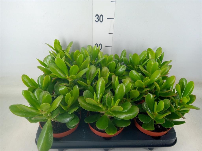 <h4>Crassula  'Magical Tree'</h4>