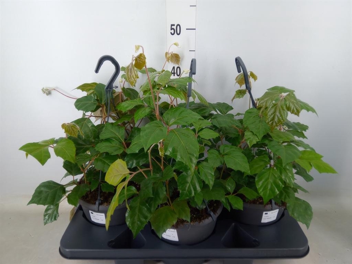 <h4>Cissus rhombifolia</h4>