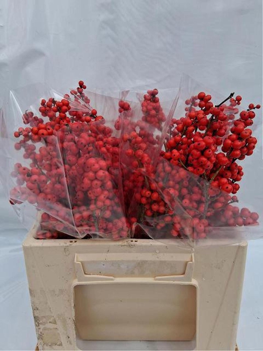 <h4>ILEX VE RODE BES</h4>