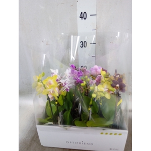 Phalaenopsis multi.   ...mix  5
