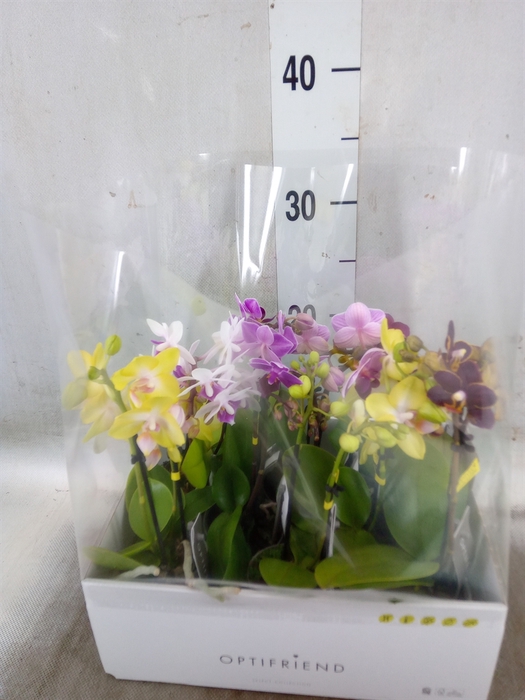 <h4>Phalaenopsis multi.   ...mix  5</h4>