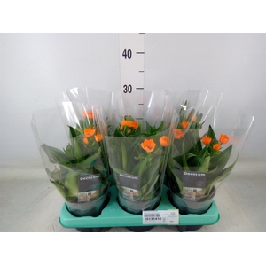 Ornithogalum dubium