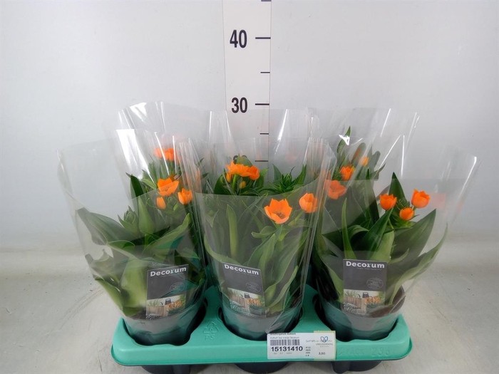 <h4>Ornithogalum dubium</h4>