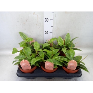 Hoya latifolia 'Rangsan'