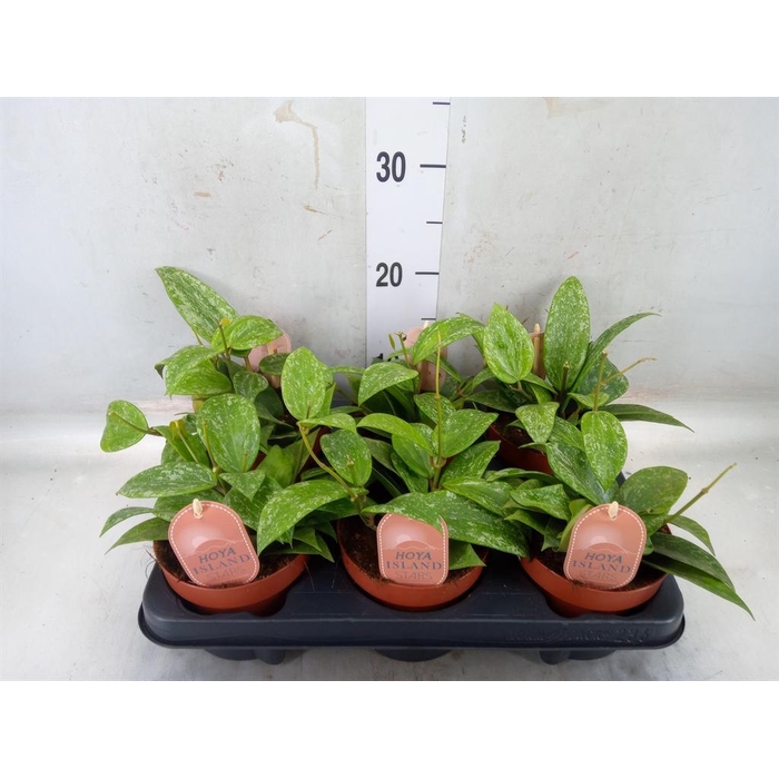 <h4>Hoya latifolia 'Rangsan'</h4>