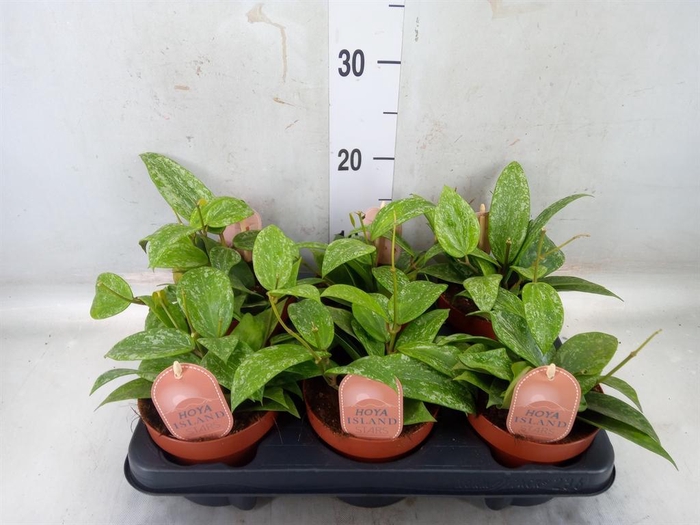 <h4>Hoya latifolia 'Rangsan'</h4>