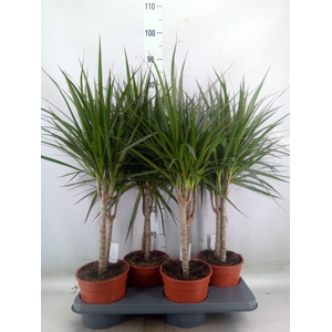 Dracaena marg.