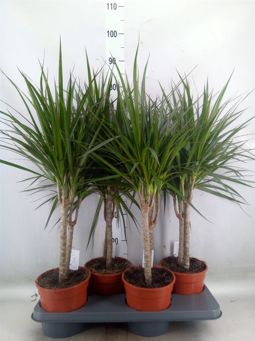 <h4>Dracaena marg.</h4>