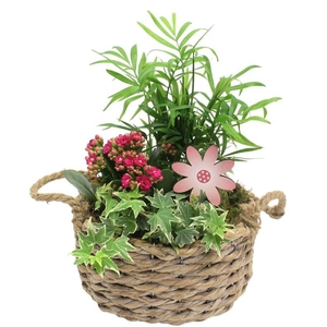 8426 MAND OVAAL CHAM