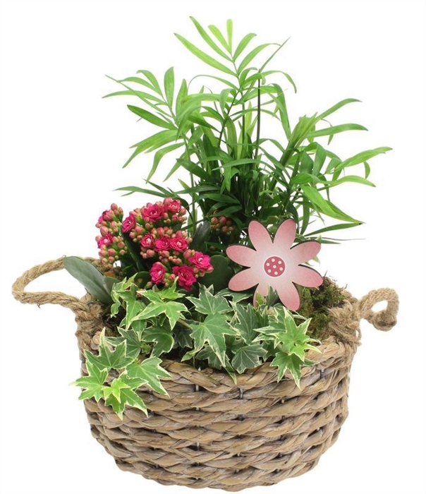 <h4>8426 MAND OVAAL CHAM</h4>