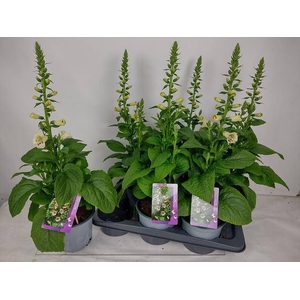 DIGI PURPUREA