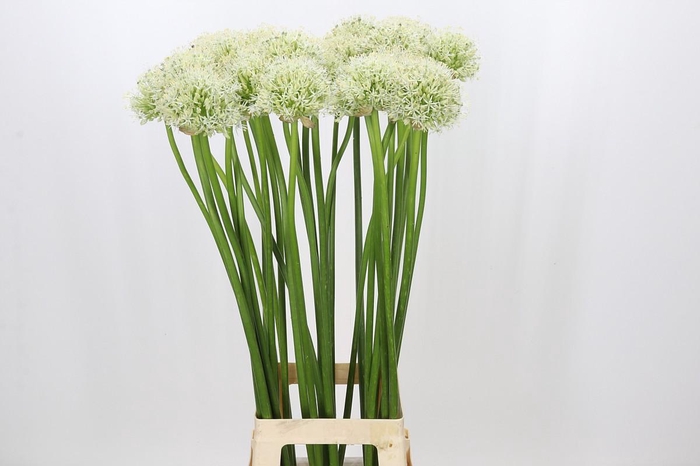 <h4>Allium Mount Everest</h4>