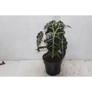 ALOCASIA POLLY P17