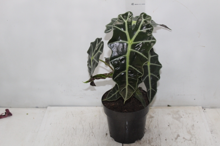 <h4>ALOCASIA POLLY P17</h4>