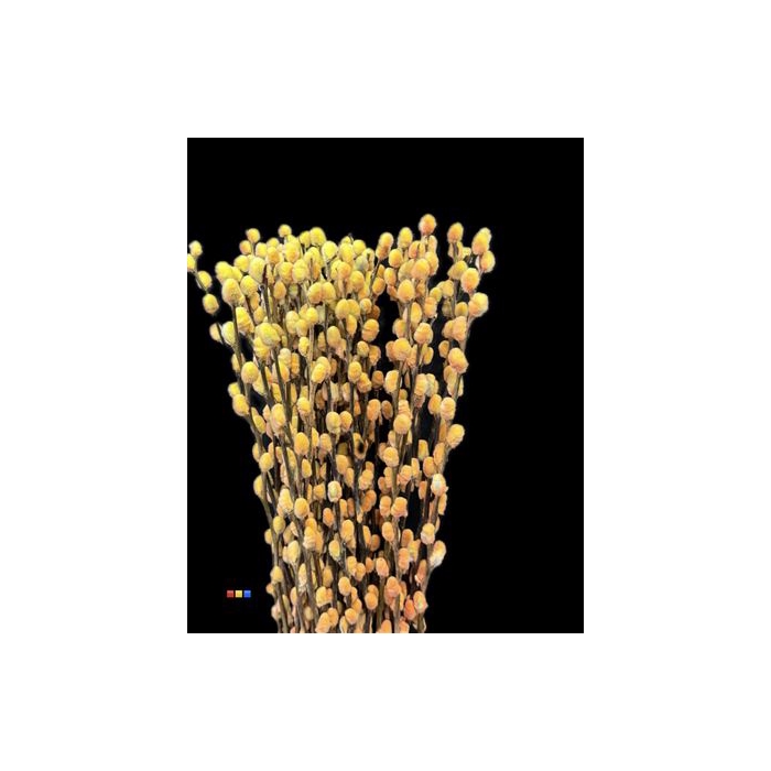 <h4>Salix Pussy Willow Sunshine</h4>
