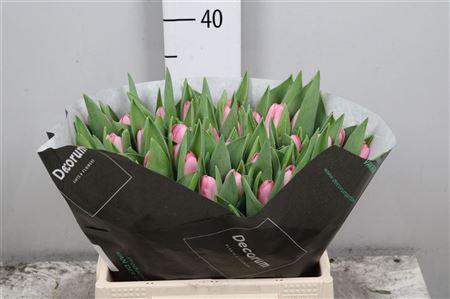 <h4>Tu En Dynasty</h4>