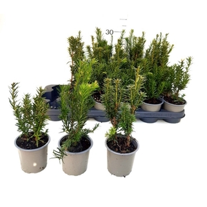 TAXUS BACCATA OV