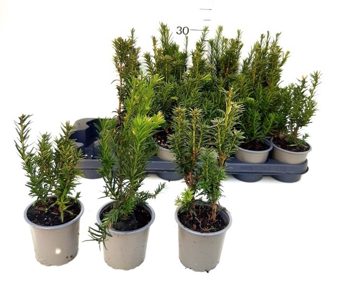 TAXUS BACCATA OV