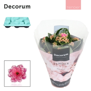 Kalanchoe Decorum TENDER - Serenity Pink White