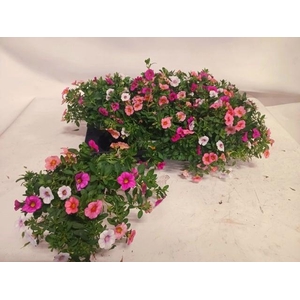 CALIB TRIOB P GEM PT