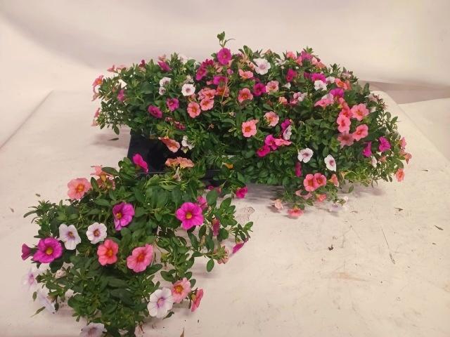 <h4>CALIB TRIOB P GEM PT</h4>