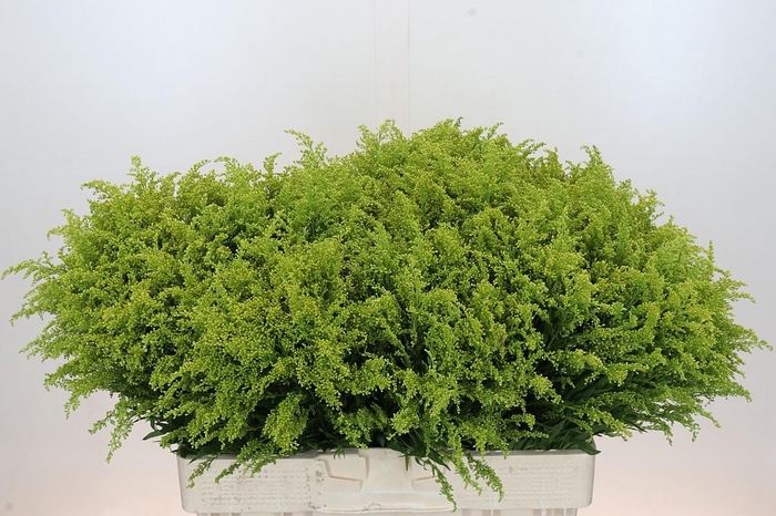 <h4>SOLI BAREIGHT</h4>