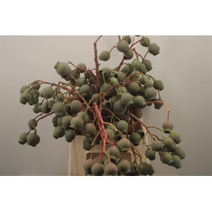 Euca Robusta Bells Per Bunch