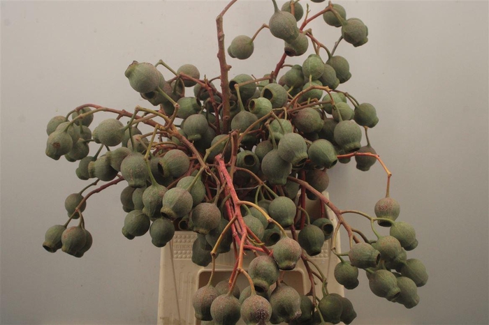 <h4>Euca Robusta Bells Per Bunch</h4>