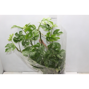 PHILODENDRON MINIMA C21