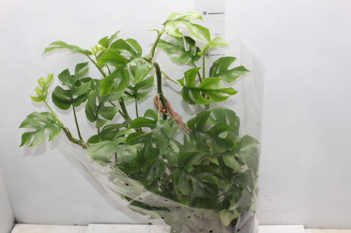 <h4>PHILODENDRON MINIMA C21</h4>