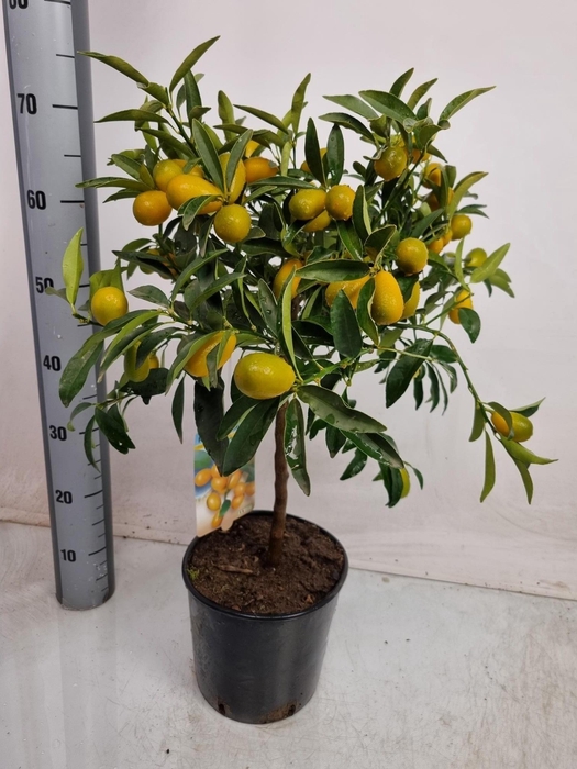 <h4>CITR MARGARITA</h4>