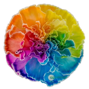 Di St Tinted Rainbow