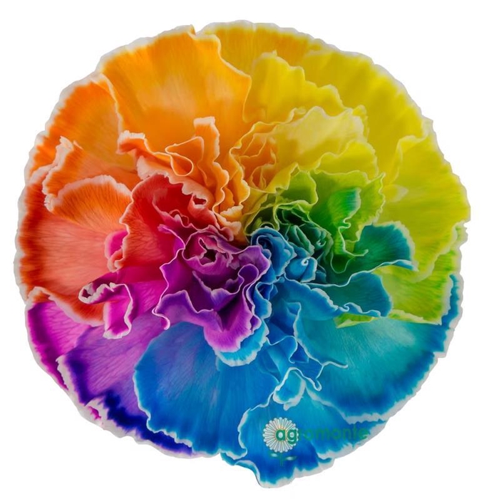 <h4>Di St Tinted Rainbow</h4>