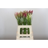 Nerine Mix