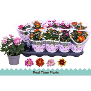 CHRYS GEM 2 KL BLOEM