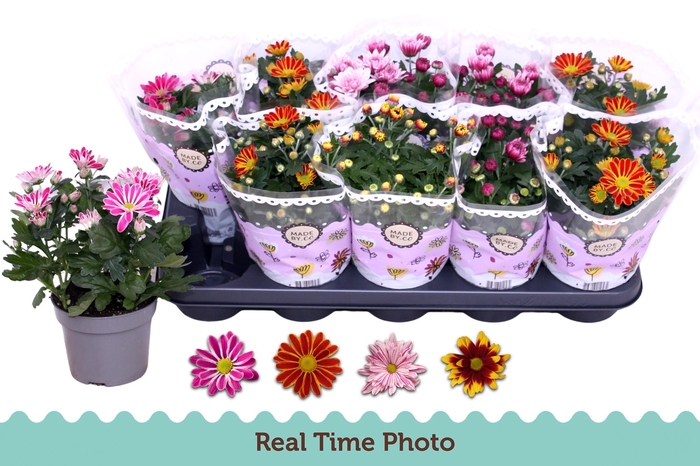 <h4>CHRYS GEM 2 KL BLOEM</h4>