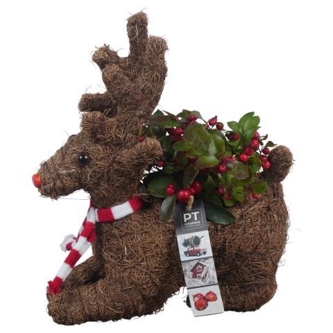 <h4>PTWO1952 Arrangement Winter Outdoor in rieten rendier</h4>