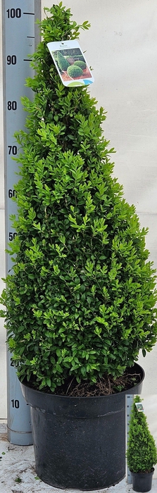 <h4>BUXU SE PYRAMIDALIS</h4>