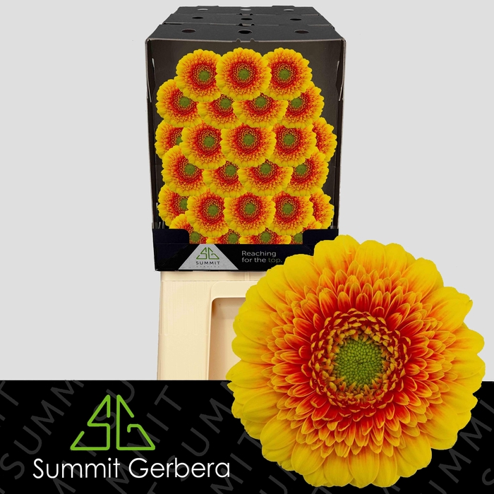 <h4>GE MI ARIBA Diamond</h4>