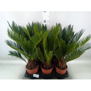 Cycas revoluta