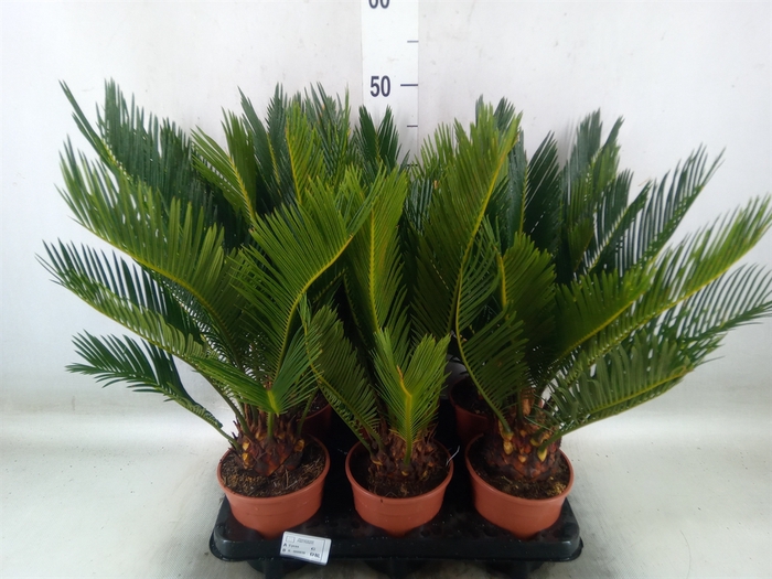 <h4>Cycas revoluta</h4>