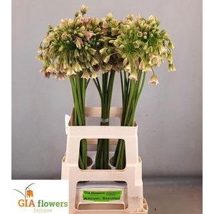 ALLIUM NECT SICULUM